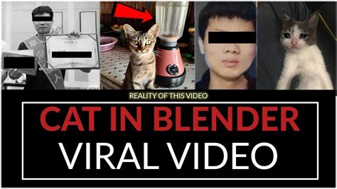 cat in blender twitter full video|Animal abuse videos go viral on Twitter, raising concerns